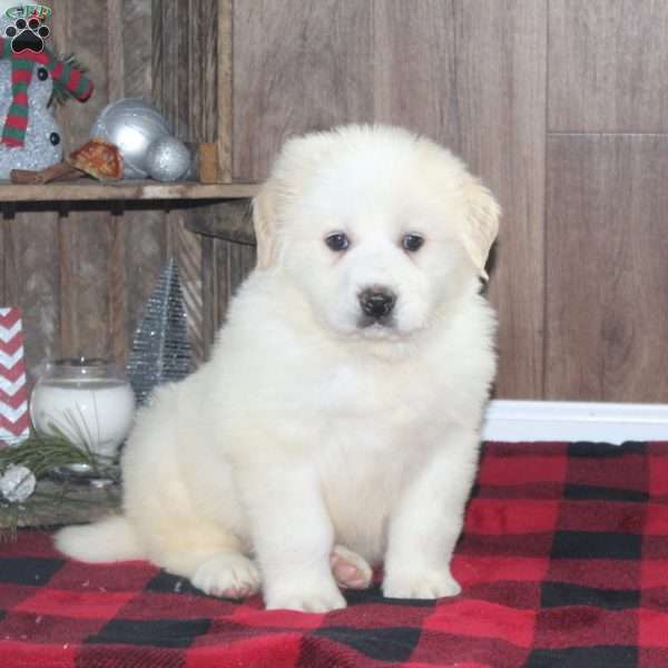 Rex, Great Pyrenees Puppy